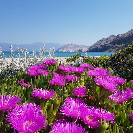 Πανσιόν Mikulan Nara *